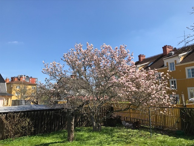 Magnolia träd i trädgården (säljarens bild)